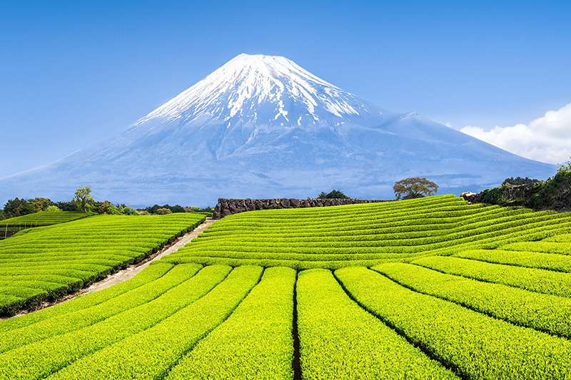 厳格な品質管理が特徴の美味しい日本茶