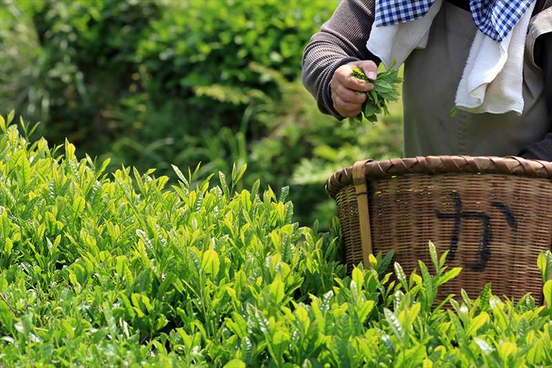 バリエーション豊かな茶葉の数々